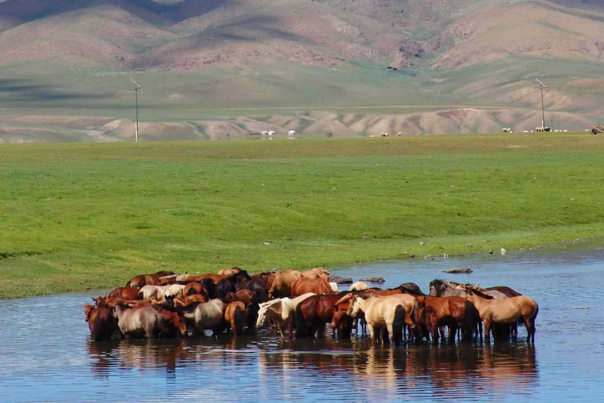 Tour Mông Cổ tham quan Vườn quốc gia Khustai