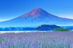 du lịch Nhật Bản ngắm Lavender chân núi Phú Sĩ